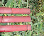 HBF-PL012(Mahogany Slats)