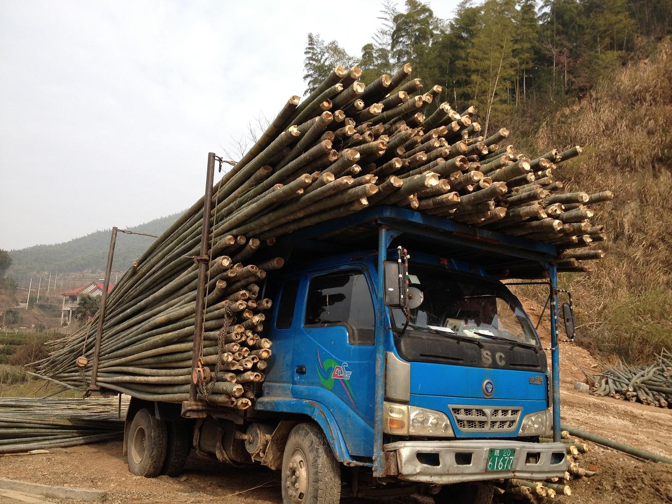 Bamboo harvest