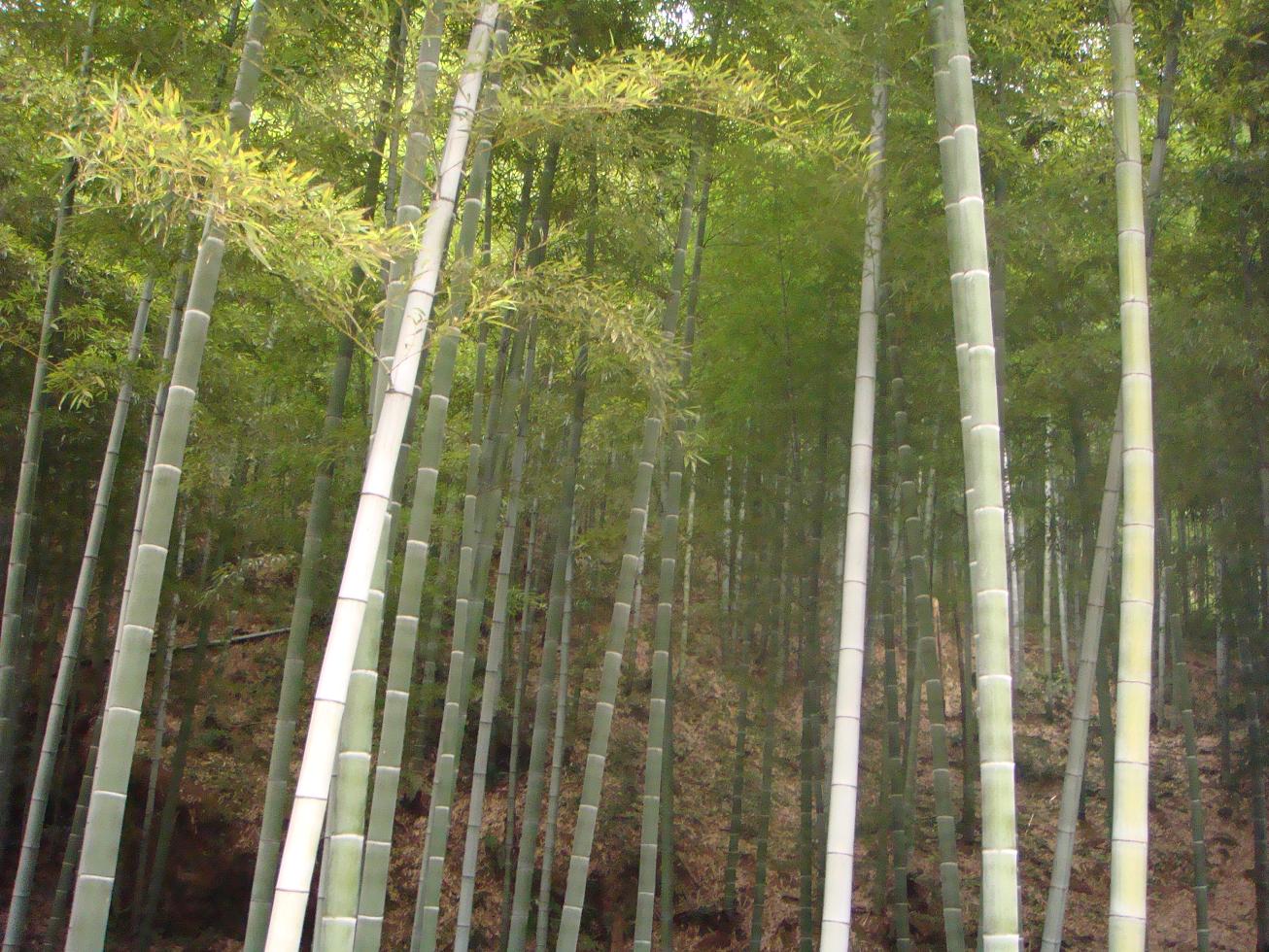 Bamboo poles