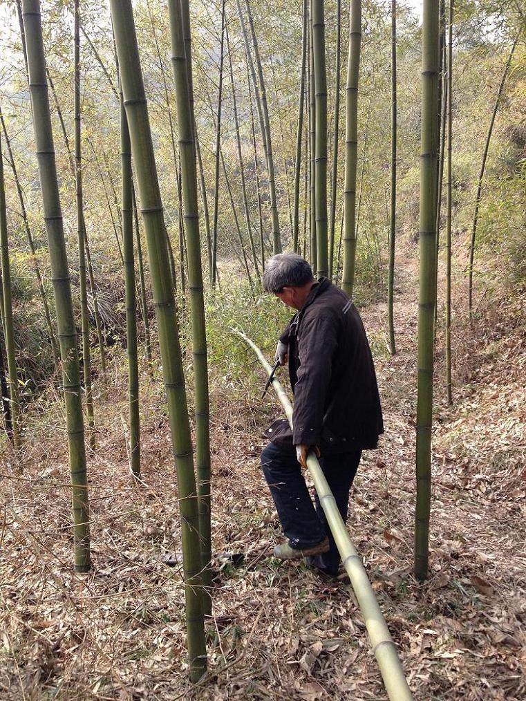 Bamboo Harvest